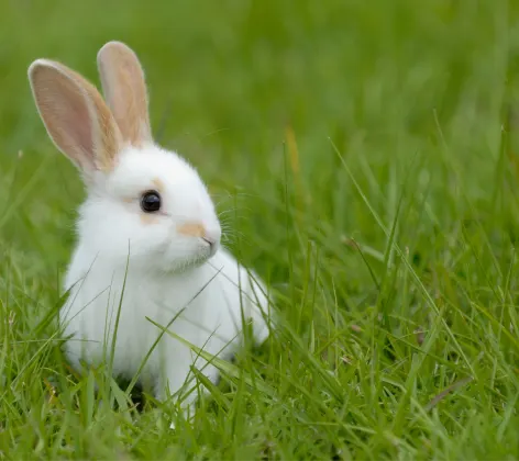 White bunny standing in a the lawn and looking at something to his or her left shoulder.